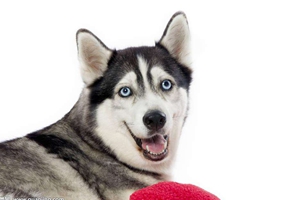 哈士奇洗澡注意什么