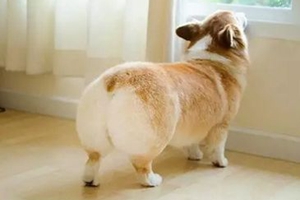 狗狗肛門腺怎么清理