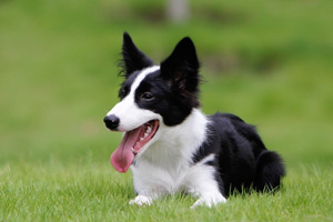 邊境牧羊犬吃什么好