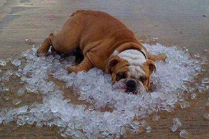 怎么給狗狗降溫