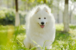 薩摩耶吃什么補(bǔ)鈣