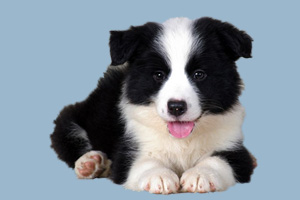 小邊境牧羊犬吃什么