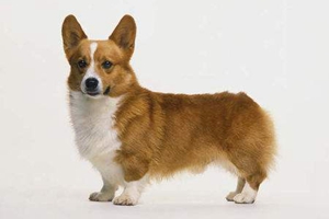 養(yǎng)柯基犬注意事項(xiàng)有哪些