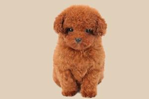 茶杯泰迪犬怎么養(yǎng)