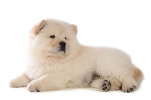 松獅吃什么食物