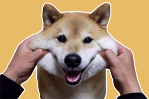 柴犬吃什么爆臉