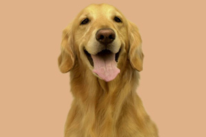 金毛犬怎么補(bǔ)鈣