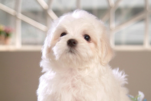 比熊犬吃什么食物