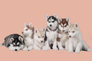 哈士奇幼犬怎么喂養(yǎng)方法