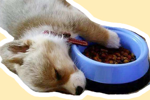 狗只吃肉怎么辦