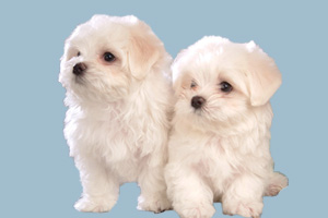 比熊犬吃什么水果