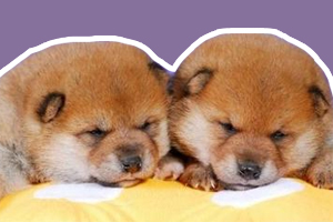 柴犬幼犬怎么養(yǎng)