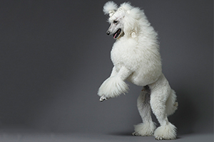 貴賓犬不吃狗糧了怎么辦