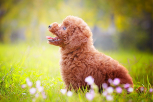 貴賓犬吃什么好