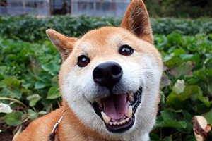 柴犬吃什么狗糧好