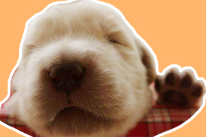 金毛犬幼犬怎么養(yǎng)