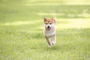 夏天小狗是如何避暑的