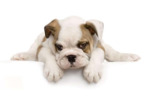 小狗夏天怎么避暑