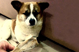 流浪狗怎么認(rèn)新主人