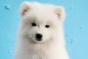 薩摩耶的毛全部打結(jié)怎么辦