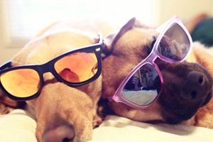 小狗怎么預(yù)防中暑