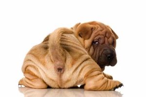 母狗怎么樣擠肛門腺