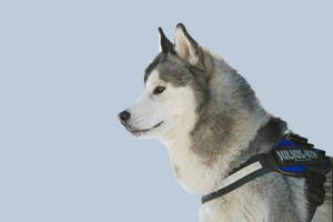 哈士奇吃什么長(zhǎng)得快