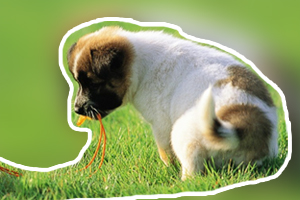 狗狗吃什么補鈣