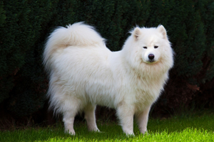 薩摩耶吃什么最好