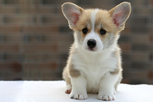 柯基幼犬飼養(yǎng)經(jīng)驗(yàn)