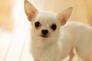 吉娃娃狗吃什么對(duì)毛好