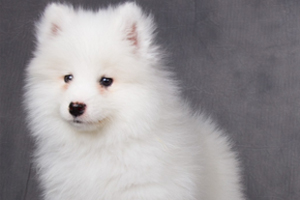 薩摩耶洗澡注意事項(xiàng)有哪些