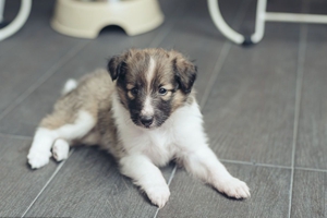 喂養(yǎng)狗狗需要注意什么