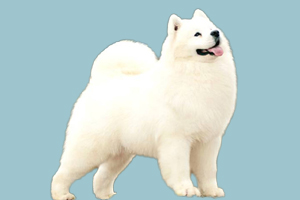 薩摩耶怎么養(yǎng)才好看