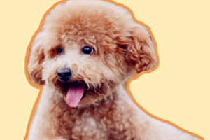 泰迪狗只吃肉怎么辦