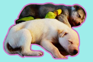 細狗幼犬怎么喂養(yǎng)