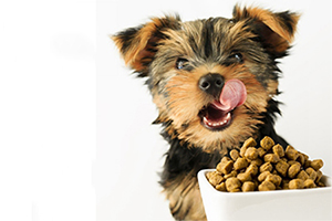 狗糧怎么喂幼犬