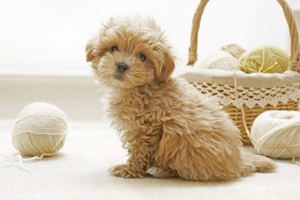 狗狗毛發(fā)變黃怎么辦