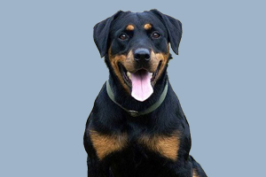 羅威納犬怎么喂養(yǎng)