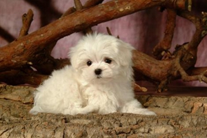 小狗狗不能吃什么