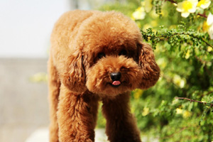 泰迪挑食的解決方法