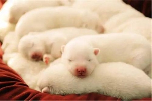 狗狗生產(chǎn)完吃什么下奶