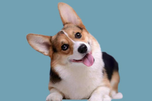 柯基幼犬吃什么長(zhǎng)的快