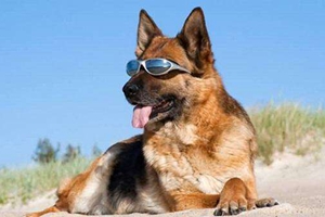 狗狗牙齒松動(dòng)怎么辦