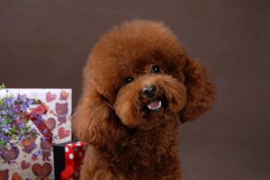 泰迪狗狗怎么喂養(yǎng)