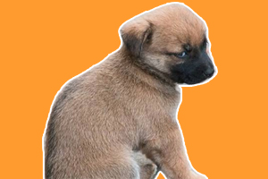 小土狗不吃飯怎么辦