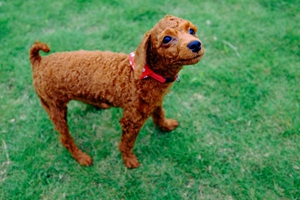 泰迪狗狗吃什么對毛色好