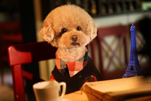 泰迪狗上火了怎么辦