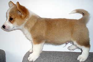 柯基吃什么食物好