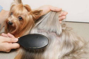 狗狗毛發(fā)干燥怎么辦